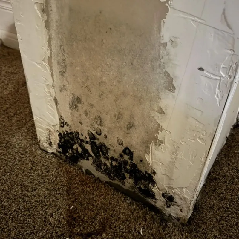 Professional Mold Removal in Cottleville, MO